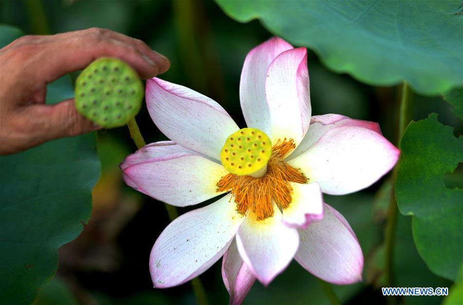 CHINA-HEBEI-LOTUS-SEEDPOD (CN)