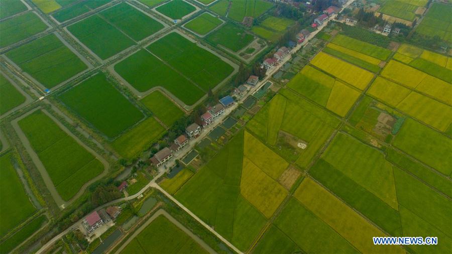 CHINA-HUNAN-NANXIAN-PADDY FIELD (CN)