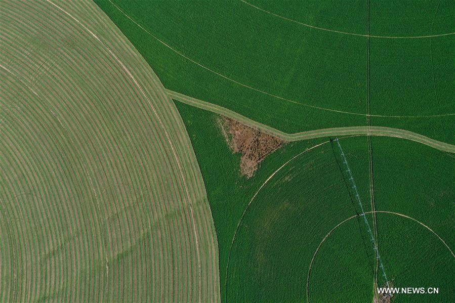 CHINA-INNER MONGOLIA-AR HORQIN-ALFALFA PASTURE (CN)