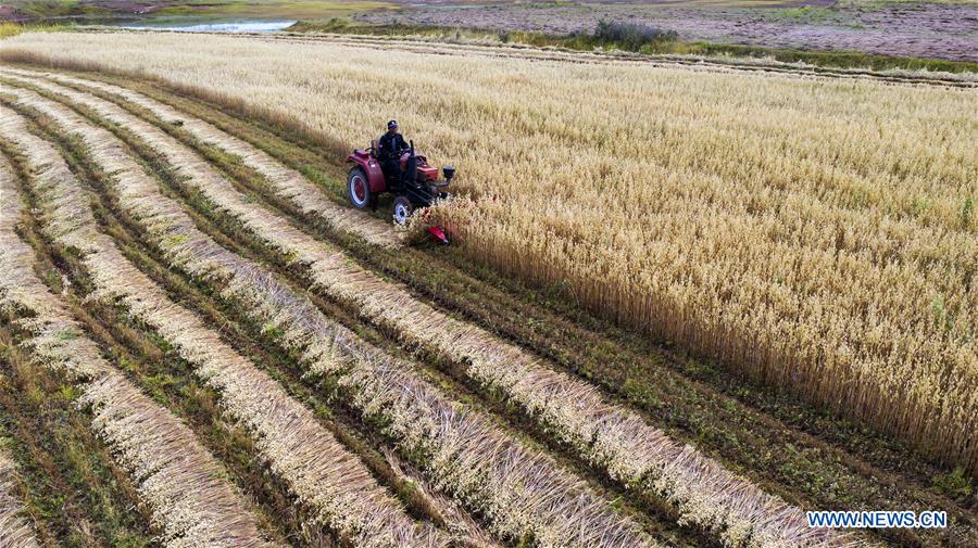 #CHINA-HARVEST FESTIVAL-CELEBRATION (CN)