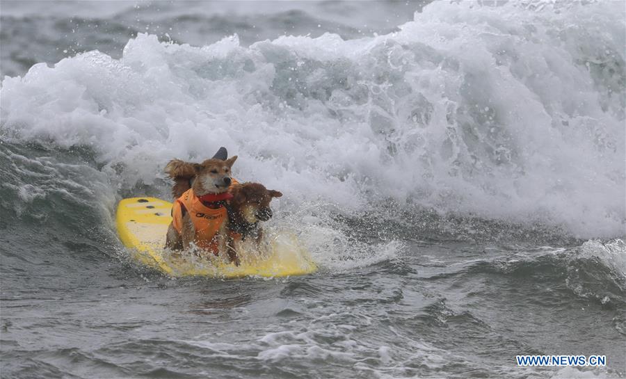 (SP)U.S.-CALIFORNIA-HUNTINGTON BEACH-SURF DOG