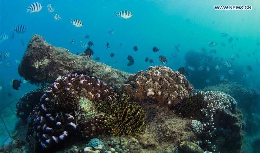 CHINA-HAINAN-LINGSHUI-CORAL REEF (CN)