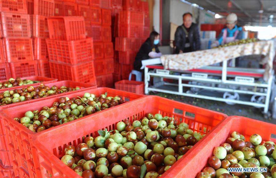 CHINA-HEBEI-HUANGHUA-JUJUBE-HARVEST (CN)