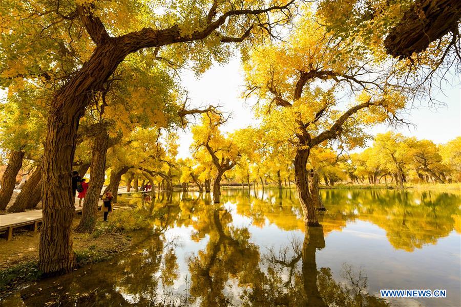 CHINA-INNER MONGOLIA-POPULUS EUPHRATICA-SCENERY (CN)