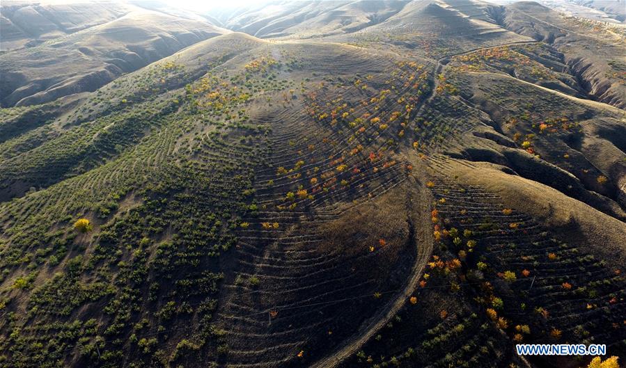 CHINA-INNER MONGOLIA-HORINGER-AUTUMN SCENERY (CN)