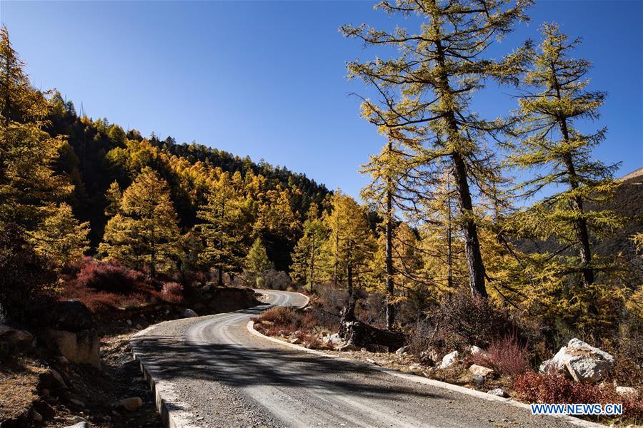 CHINA-SICHUAN-AUTUMN SCENERY (CN)