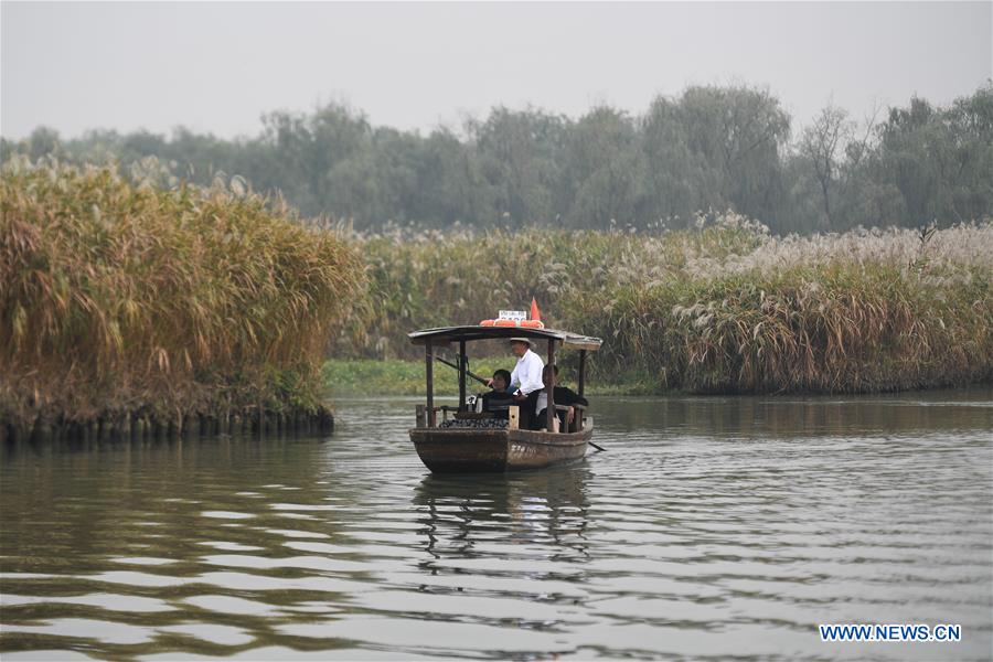 CHINA-ZHEJIANG-HANGZHOU-REED FLOWERS (CN)