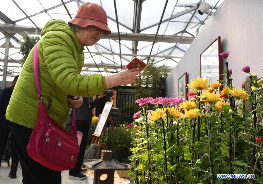 CHINA-BEIJING-CHRYSANTHEMUM-EXHIBITION (CN)