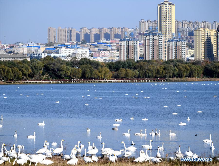 CHINA-HENAN-SANMENXIA-WHITE SWANS (CN)