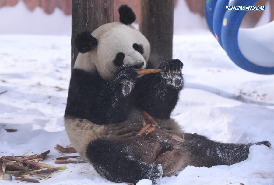 CHINA-JILIN-CHANGCHUN-GIANT PANDA-WINTER-ACTIVITY (CN)