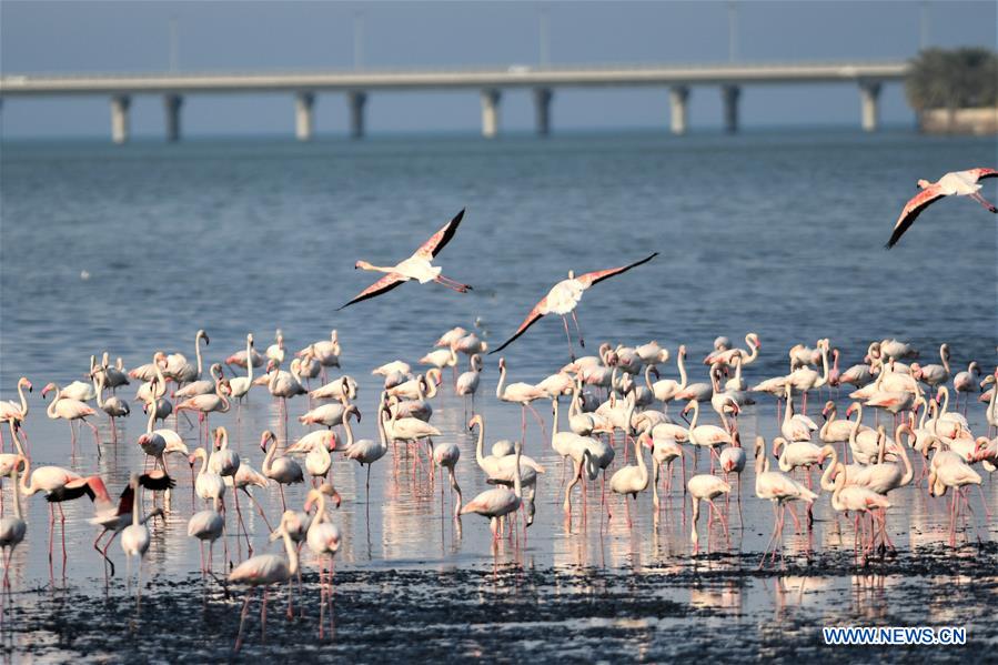 KUWAIT-KUWAIT CITY-NATURE-BIRDS