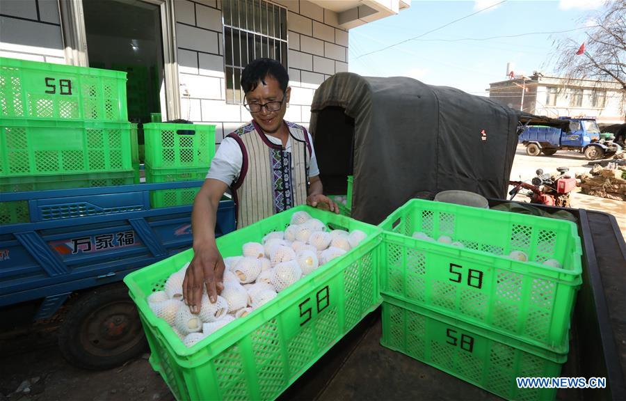 CHINA-YUNNAN-SHILIN-POVERTY ALLEVIATION-PEPINO MELON-INDUSTRY (CN)