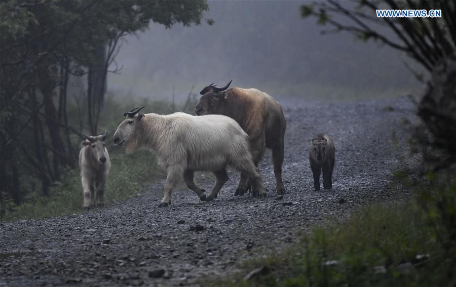 CHINA-SHAANXI-QINLING MOUNTAINS-BIO-DIVERSITY (CN)