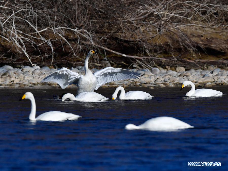 CHINA-QINGHAI-GUIDE-SWAN (CN)