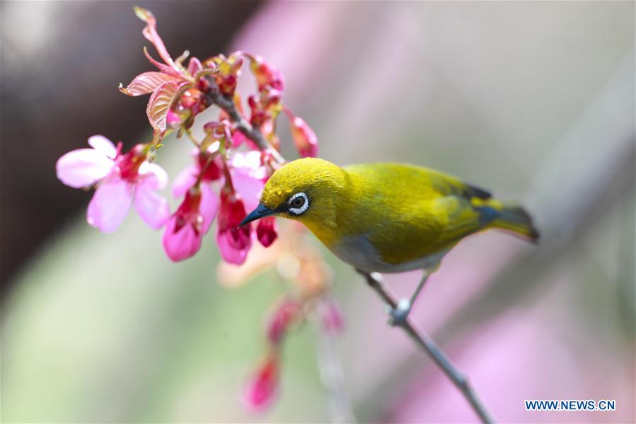 CHINA-GUIZHOU-GUIYANG-WHITE-EYE-BIRD (CN)