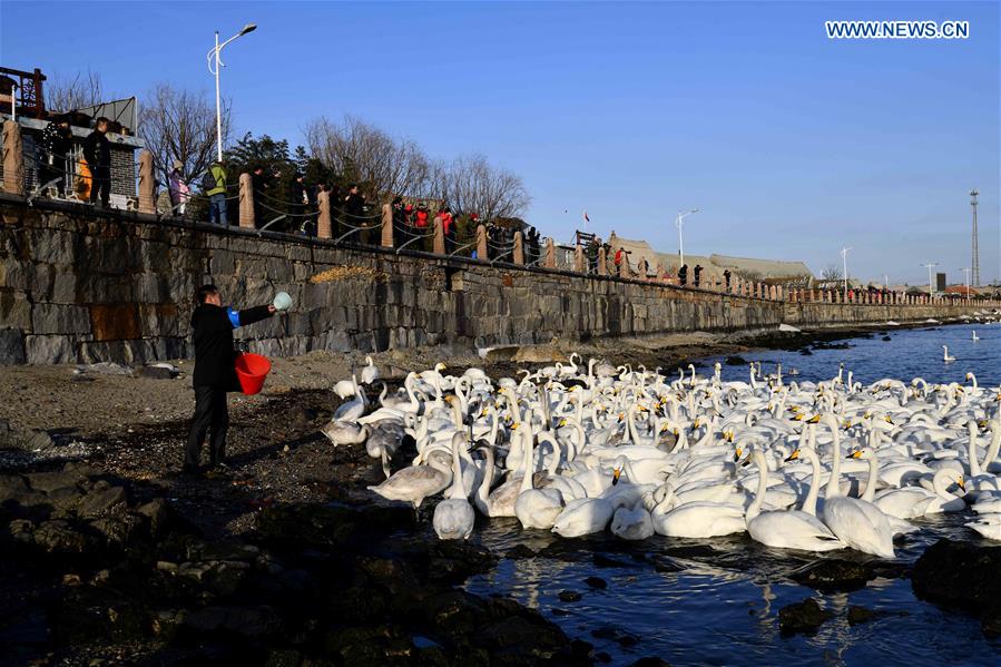 CHINA-SHANDONG-RONGCHENG-WHOOPER SWANS (CN)