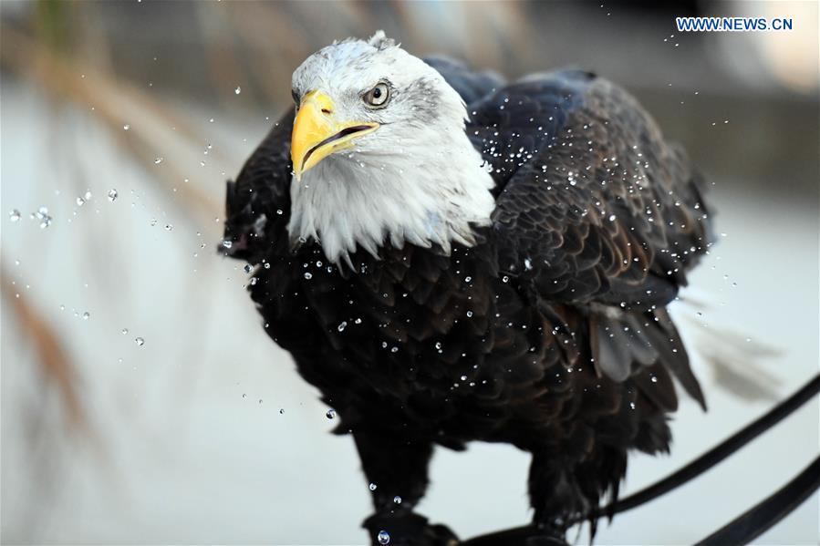 KUWAIT-MUBARAK AL-KABEER GOVERNORATE-RAPTOR SHOW