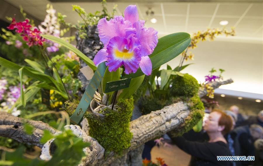 CANADA-TORONTO-ORCHID SHOW