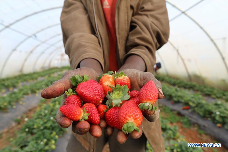 ALGERIA-ALGIERS-STRAWBERRY-FARM