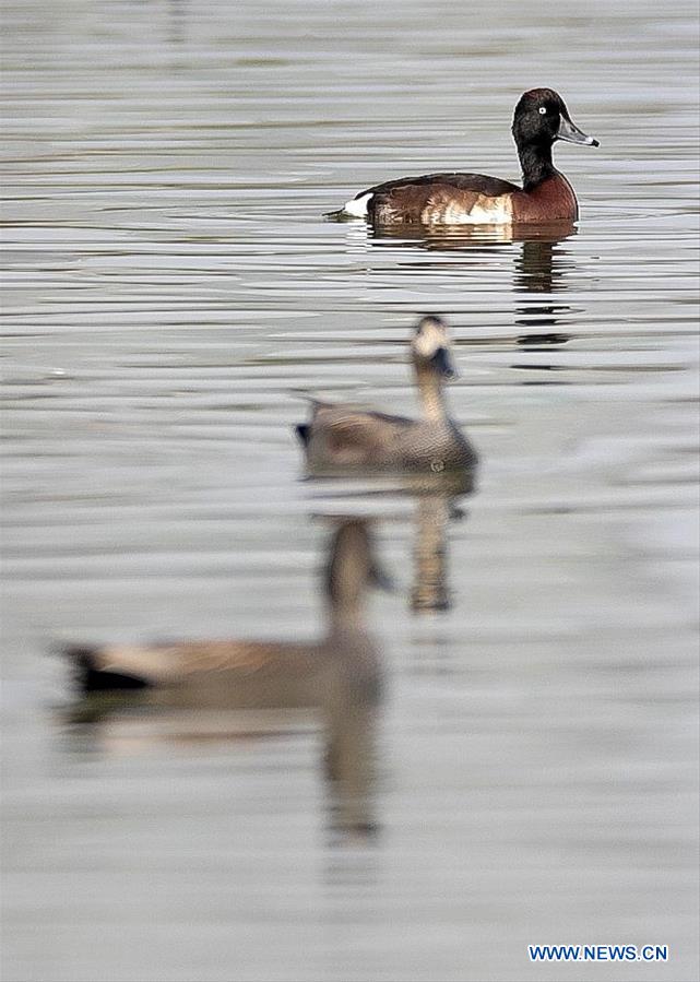 CHINA-YUNNAN-BAOSHAN-ENDANGERED DUCK-AYTHYA BAERI-SPOTTED (CN)