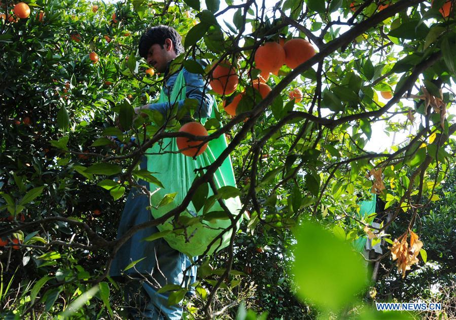 PAKISTAN-PESHAWAR-ORANGE-HARVEST