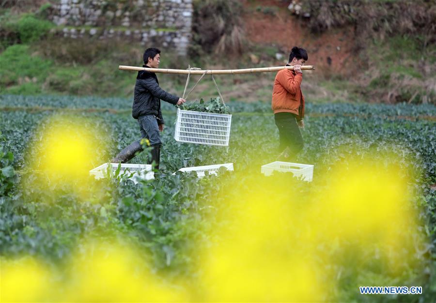 #CHINA-GUIZHOU-FARM WORK (CN)