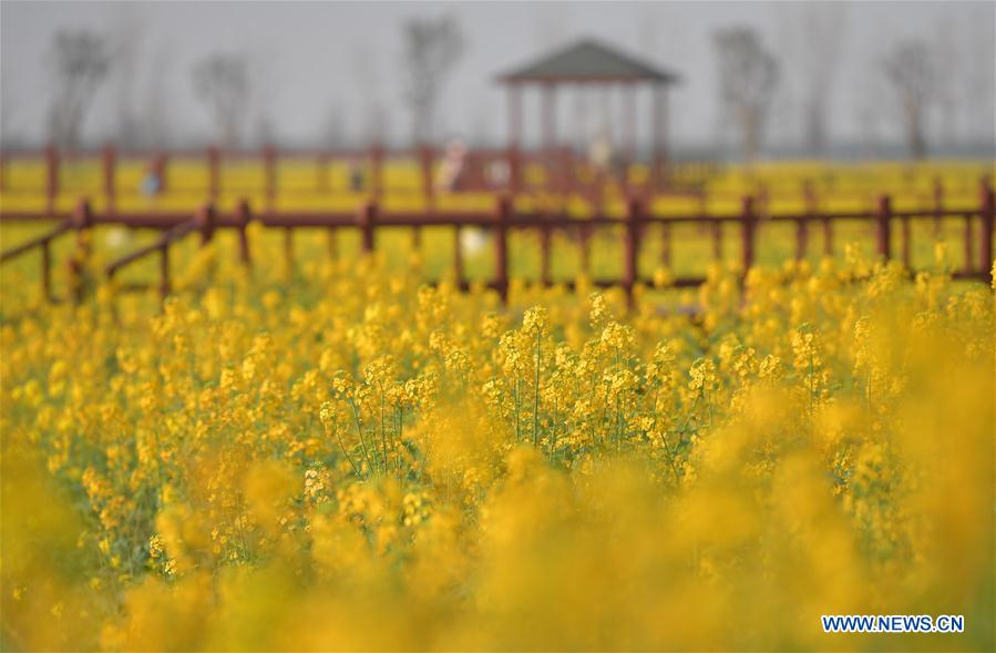 CHINA-JIANGXI-COLE FLOWER FIELDS (CN)