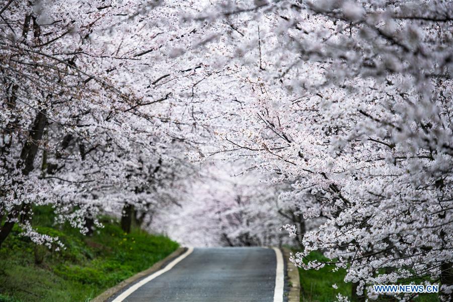 CHINA-GUIZHOU-GUIAN-CHERRY BLOSSOMS (CN)