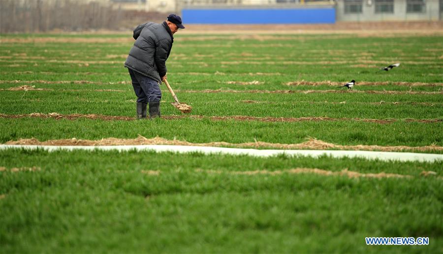 CHINA-HEBEI-BOTOU-SPRING FARMING (CN)