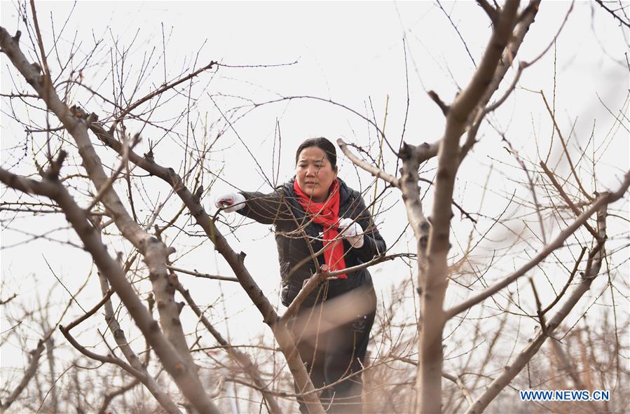 CHINA-HEBEI-DINGZHOU-FRUIT TREE PRUNING (CN)