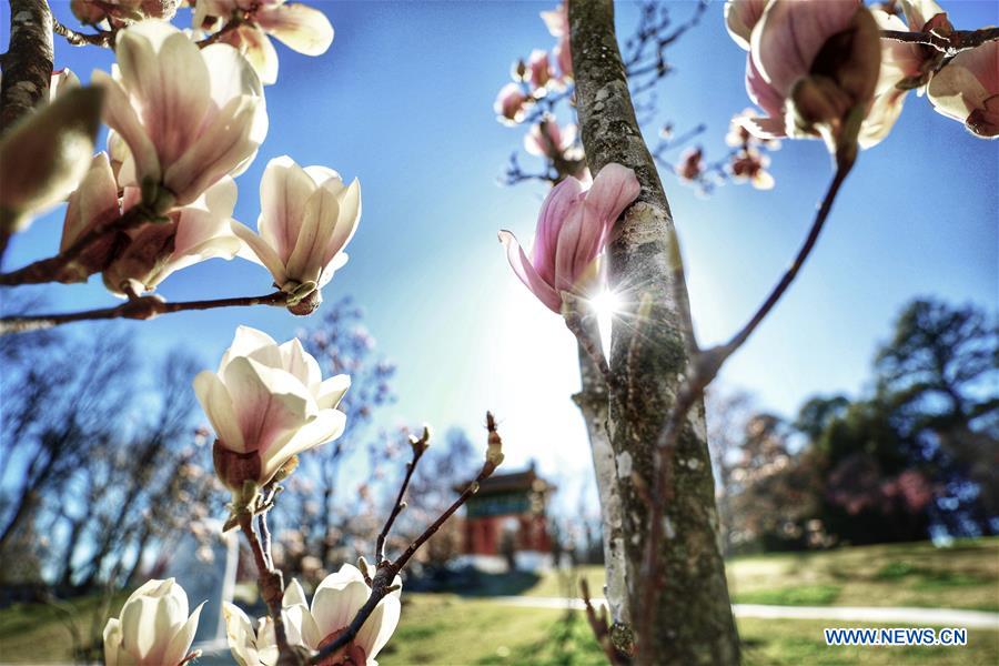 AUSTRALIA-CANBERRA-BEIJING GARDEN-SPRING