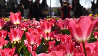 Flowers bloom in SW China's Yunnan