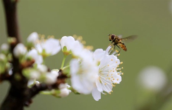 Blossoming flowers herald arrival of spring