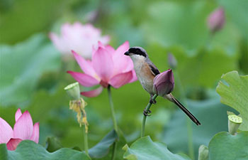 Scenery of lotus flower in China