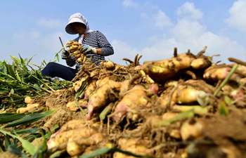 Farmers harvest ginger in China's Shandong