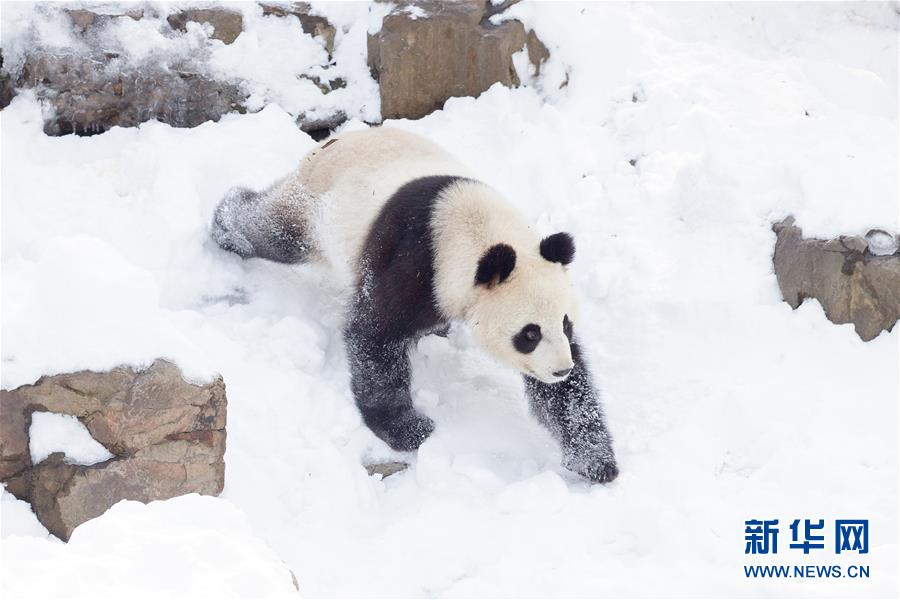 #（环境）（2）熊猫“戏”雪