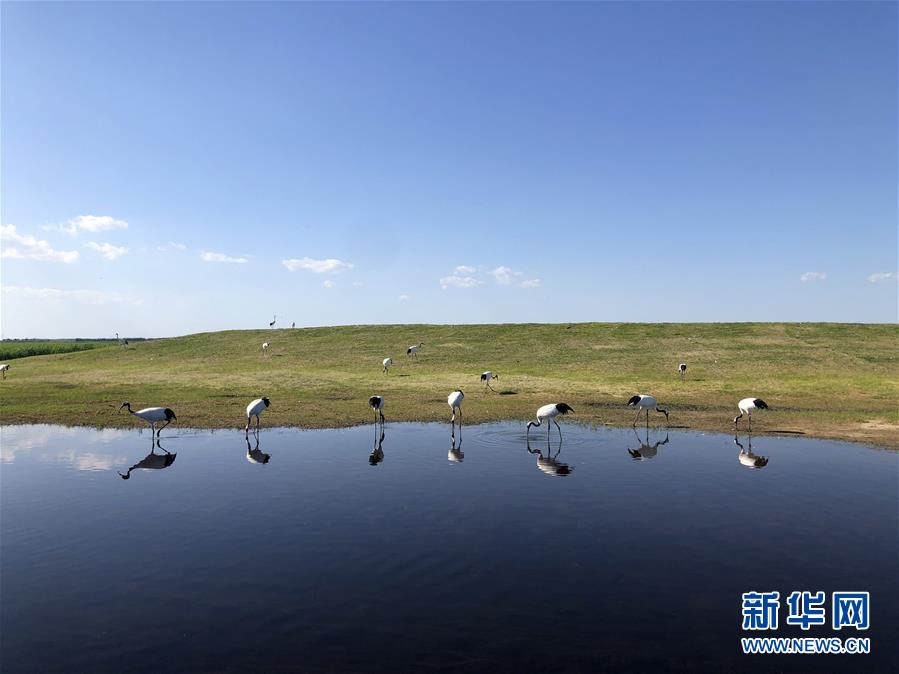 （在习近平新时代中国特色社会主义思想指引下——新时代新作为新篇章·图文互动）（1）从“人鸟争食” 到“人鹤和谐”——湿地生态?；さ?ldquo;扎龙探索”