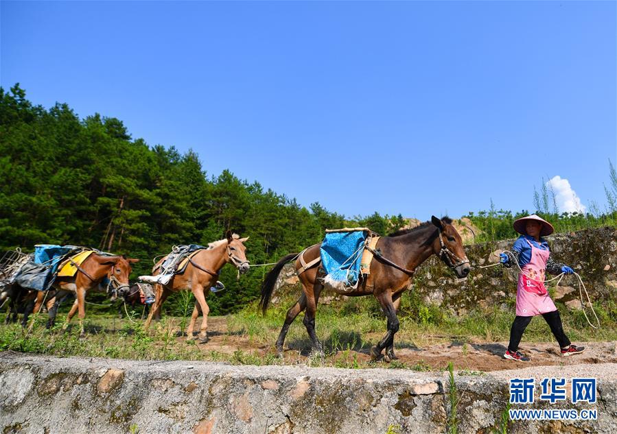 （决战决胜脱贫攻坚·图文互动）（3）老余卖骡子