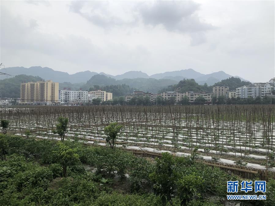 （决战决胜脱贫攻坚·图文互动）（1）特色产业开启贵州贫困山区发展新路径