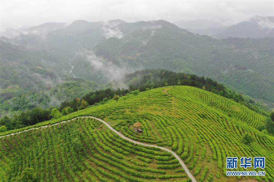 （走向我们的小康生活·图文互动）（8）绿了青山，红了日子——秦巴山区群众绘出小康“调色板”