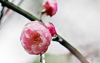 犹有花枝俏