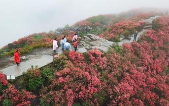 贵州丹寨漫山杜鹃红遍